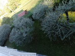 Carrara loc.tà Bonascola villa indipendente con giardino - 5