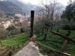Carrara terreno agricolo - 4