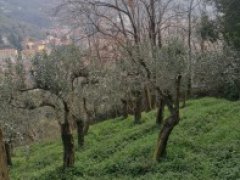 Carrara terreno agricolo - 1